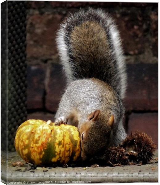 Harvest Squirrel Canvas Print by Photography by Sharon Long 