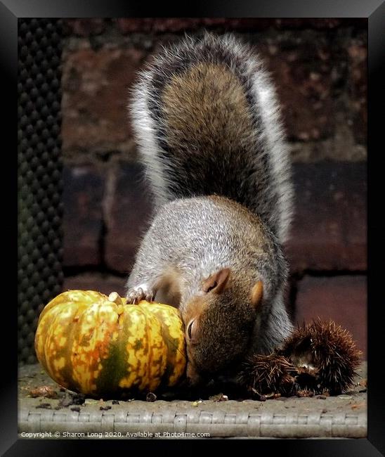 Harvest Squirrel Framed Print by Photography by Sharon Long 