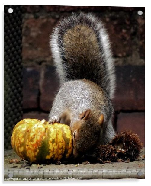 Harvest Squirrel Acrylic by Photography by Sharon Long 