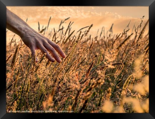 Hand in golden Hay Framed Print by Stephen Munn