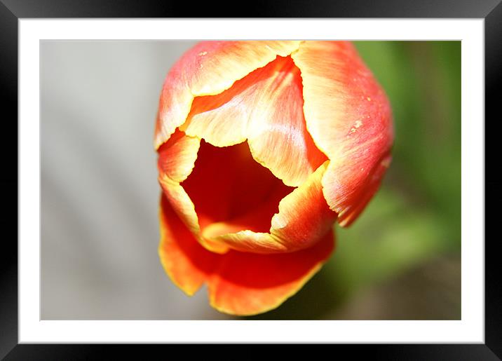 Tulip Fire Framed Mounted Print by michelle stevens