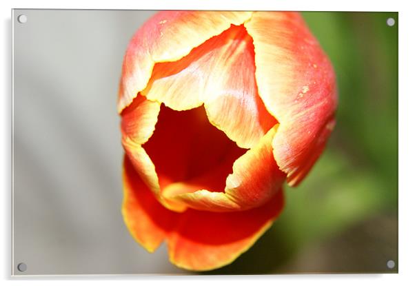 Tulip Fire Acrylic by michelle stevens