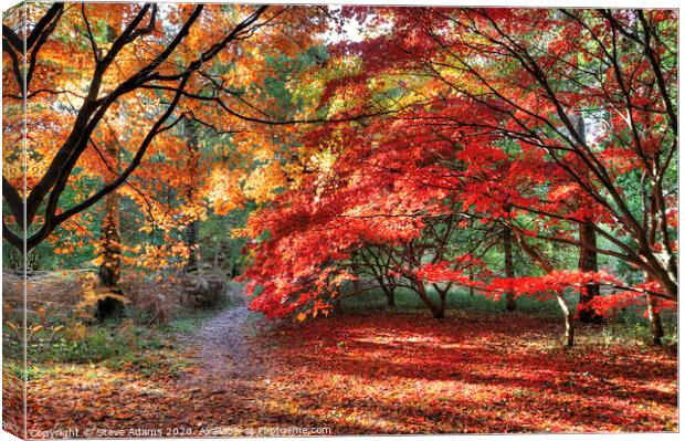 Woodland Autumn Colours Canvas Print by Steve Adams