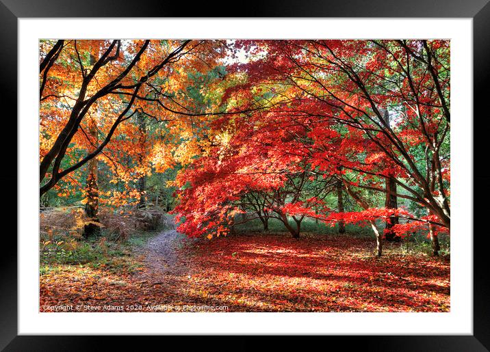 Woodland Autumn Colours Framed Mounted Print by Steve Adams