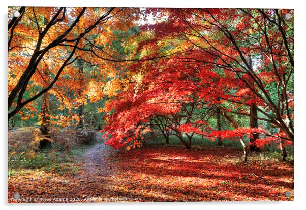 Woodland Autumn Colours Acrylic by Steve Adams