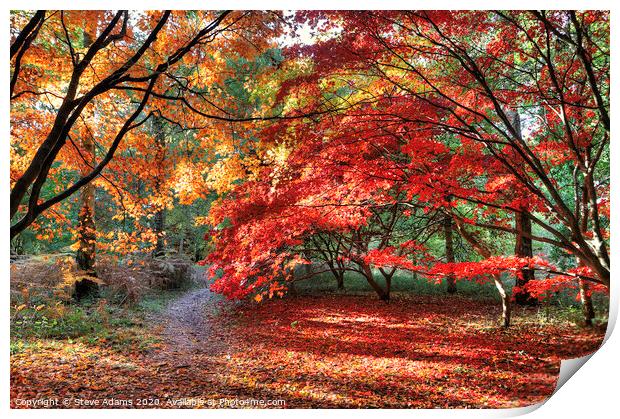 Woodland Autumn Colours Print by Steve Adams