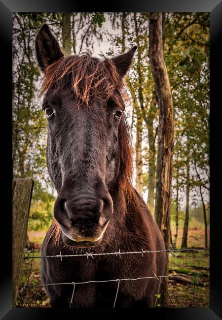 Beautiful Konik Pony Framed Print by Jeremy Sage