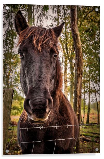 Beautiful Konik Pony Acrylic by Jeremy Sage