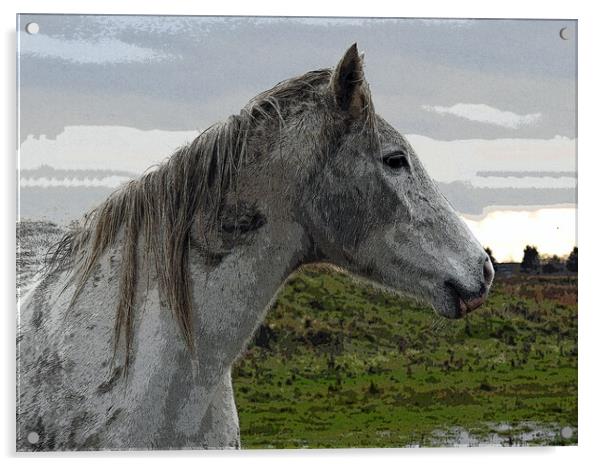 White Horse Acrylic by Pauline Raine