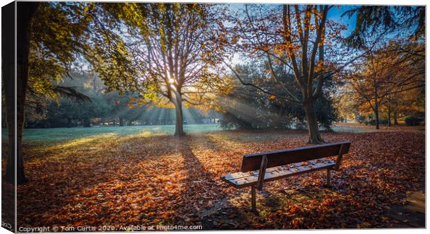 Bench Canvas Print by Tom Curtis