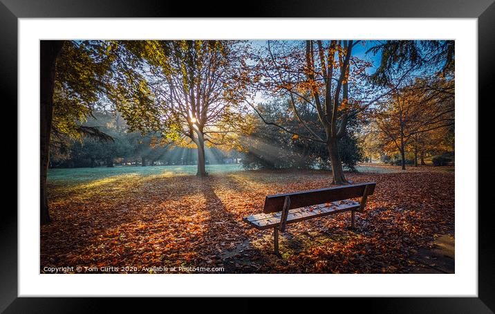 Bench Framed Mounted Print by Tom Curtis