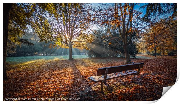 Bench Print by Tom Curtis