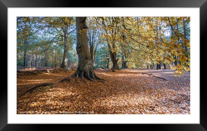 Autumn Trees Framed Mounted Print by Tom Curtis