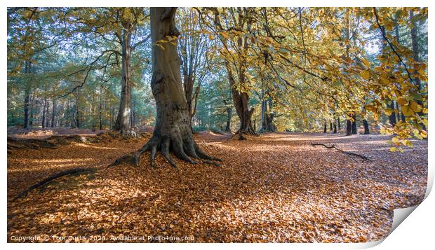 Autumn Trees Print by Tom Curtis