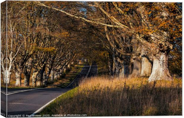 Kingston Lacy Beech Avenue Canvas Print by Paul Brewer
