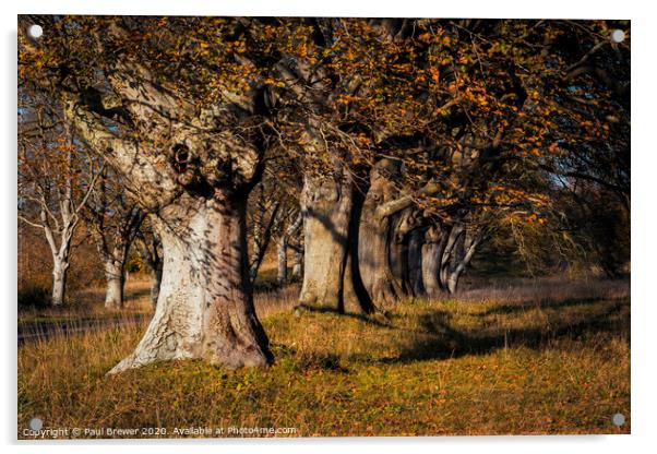 Beech Trees Acrylic by Paul Brewer