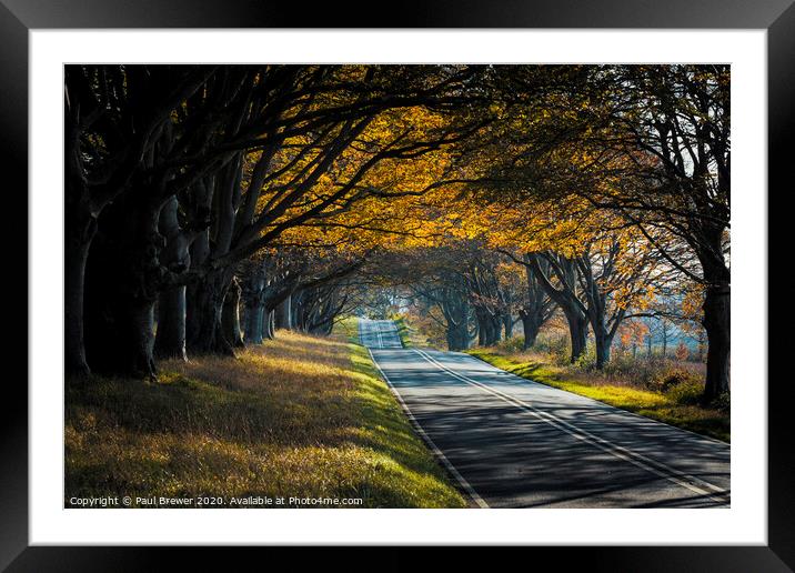 The famous Beech Avenue in Dorset Framed Mounted Print by Paul Brewer
