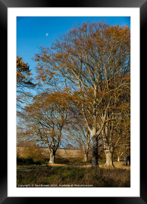 Trees and the Moon Framed Mounted Print by Paul Brewer