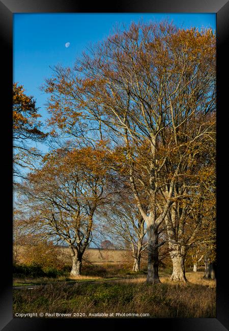 Trees and the Moon Framed Print by Paul Brewer