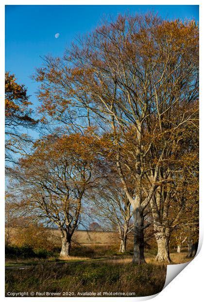 Trees and the Moon Print by Paul Brewer