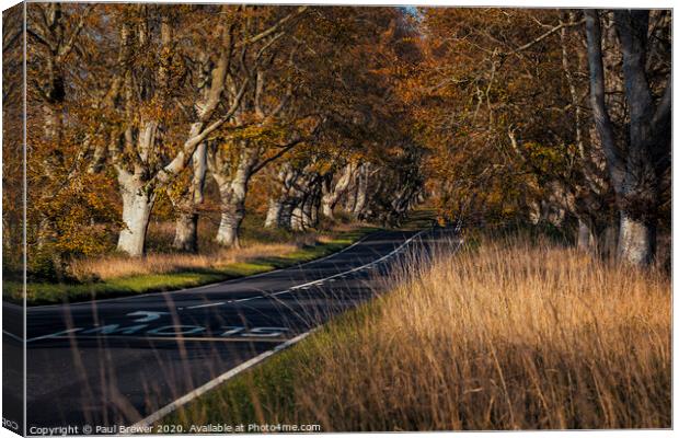 Beech Avenue at Kingston Lacy Canvas Print by Paul Brewer