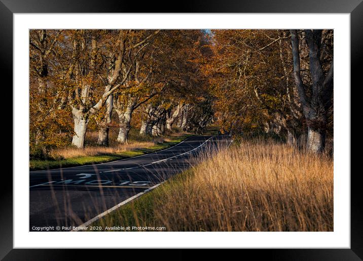 Beech Avenue at Kingston Lacy Framed Mounted Print by Paul Brewer