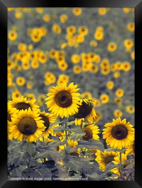 Sunflowers Framed Print by David Mather