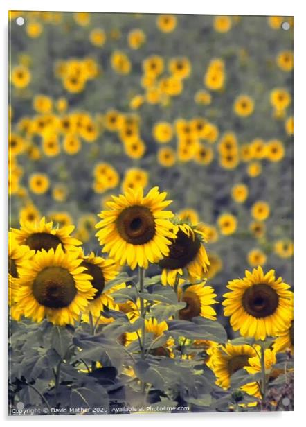 Sunflowers Acrylic by David Mather