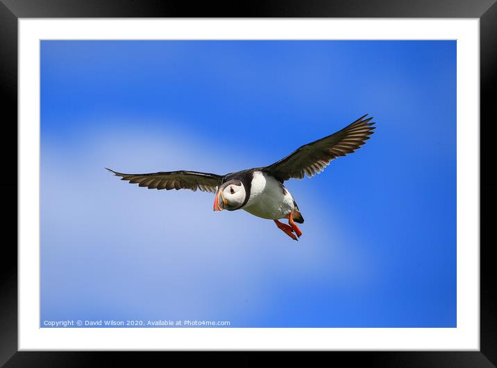 Puffin in Flight Framed Mounted Print by David Wilson