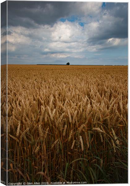 Wheat Fields Canvas Print by Glen Allen