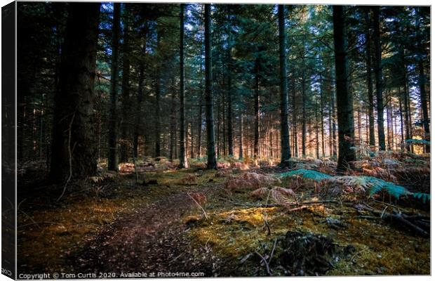 The deep forest Canvas Print by Tom Curtis