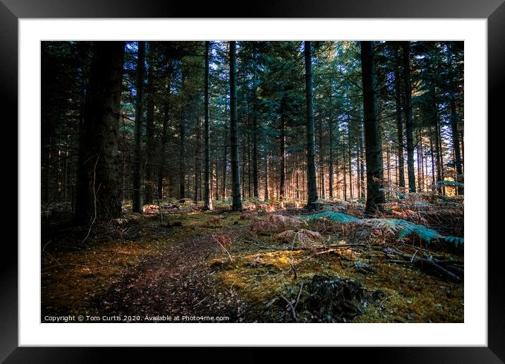The deep forest Framed Mounted Print by Tom Curtis