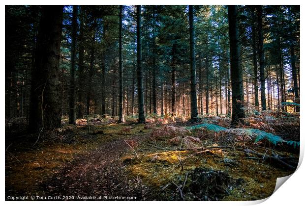 The deep forest Print by Tom Curtis