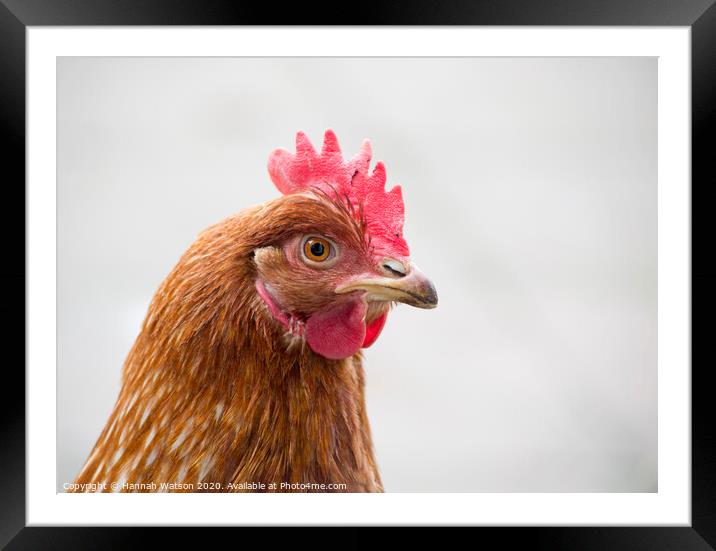 Chicken Portrait Framed Mounted Print by Hannah Watson
