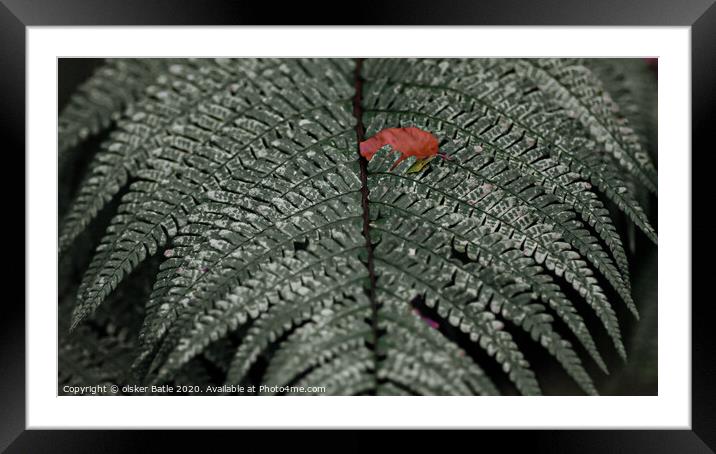 close up of a leaf Framed Mounted Print by olsker Batle