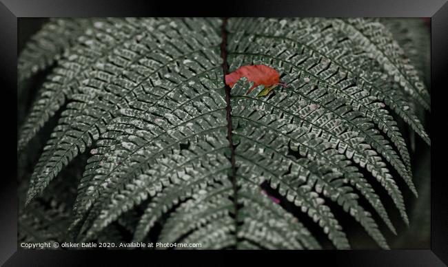 close up of a leaf Framed Print by olsker Batle