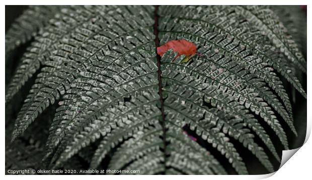 close up of a leaf Print by olsker Batle