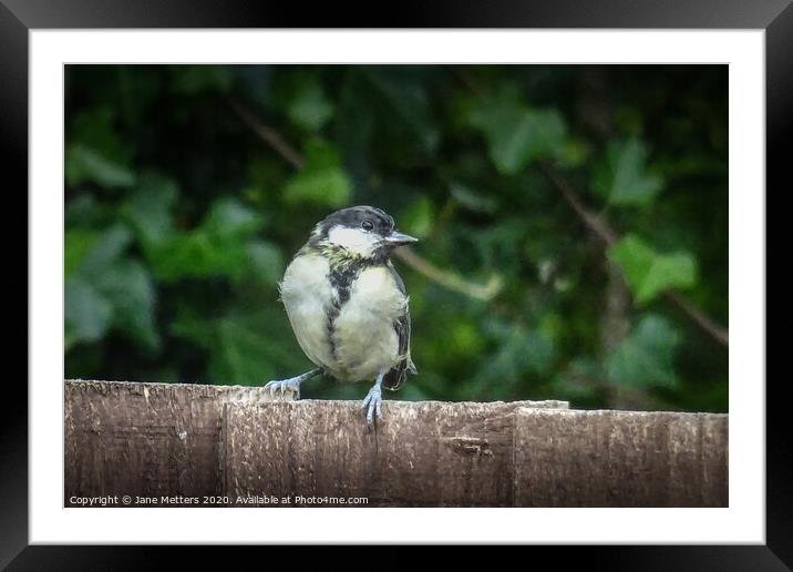 Perched on a Fence Framed Mounted Print by Jane Metters