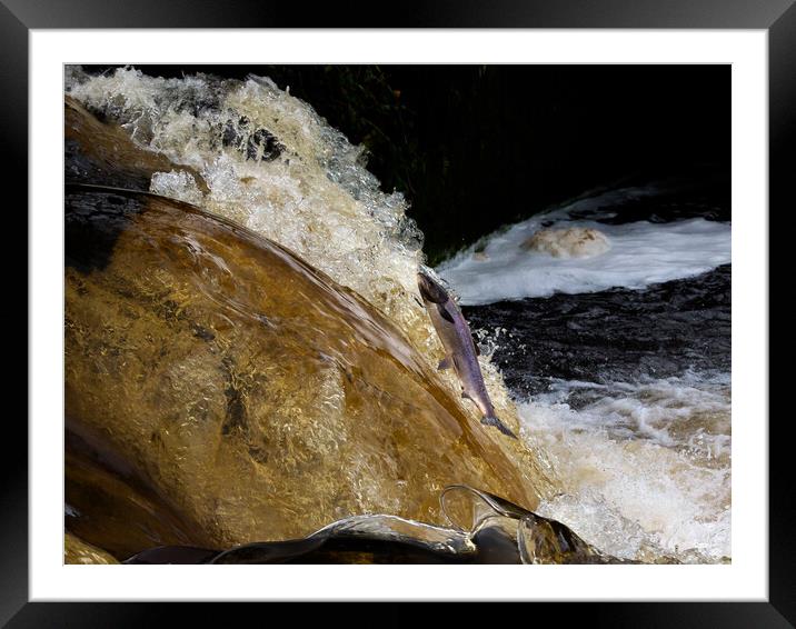 Salmon jumping in a Scottish river. Framed Mounted Print by Tommy Dickson