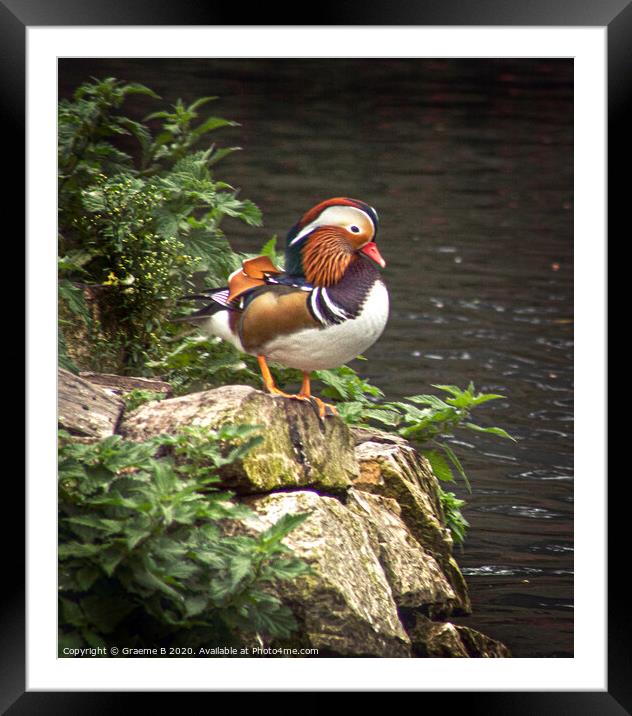 Mandarin Duck on Look Out Framed Mounted Print by Graeme B