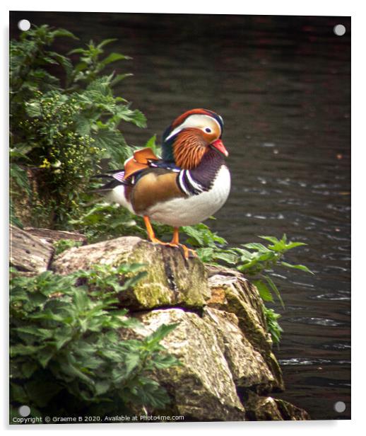Mandarin Duck on Look Out Acrylic by Graeme B