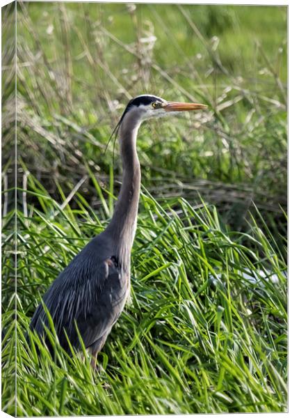 Great Blue Heron in the Grass Canvas Print by Belinda Greb
