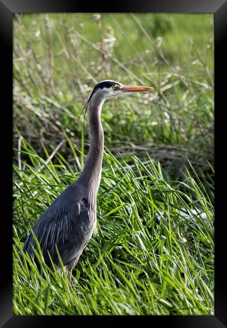 Great Blue Heron in the Grass Framed Print by Belinda Greb
