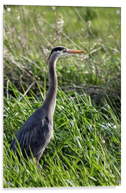 Great Blue Heron in the Grass Acrylic by Belinda Greb