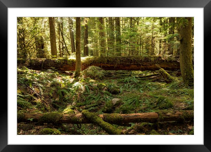 New Life From a Fallen Tree Framed Mounted Print by Belinda Greb