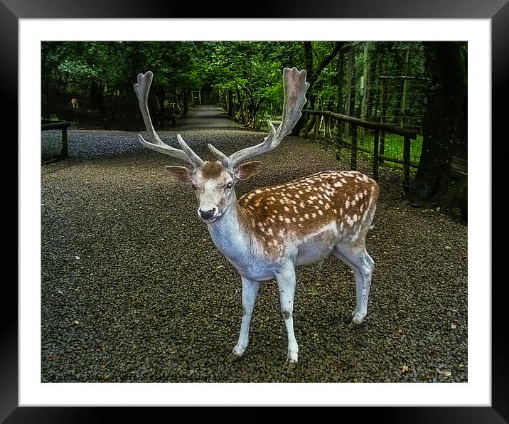 Fallow Stag Framed Mounted Print by Paddy Art