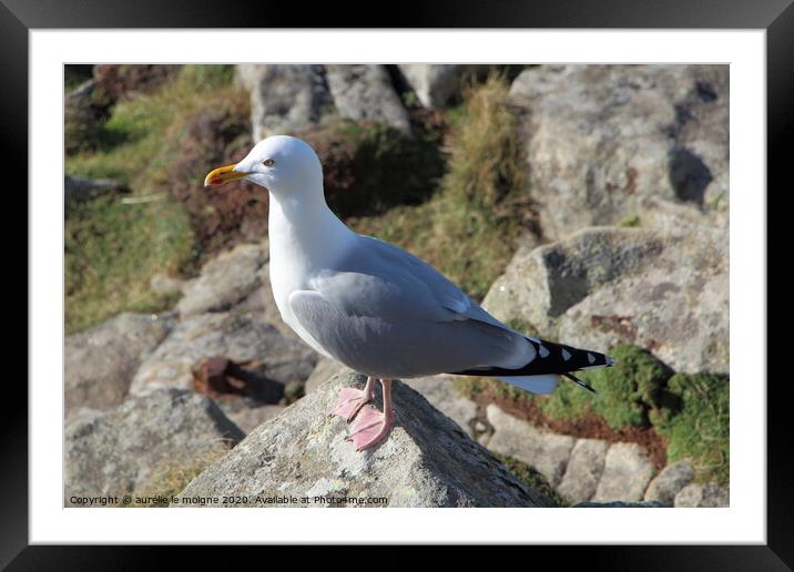 A seagull standing on a rock Framed Mounted Print by aurélie le moigne