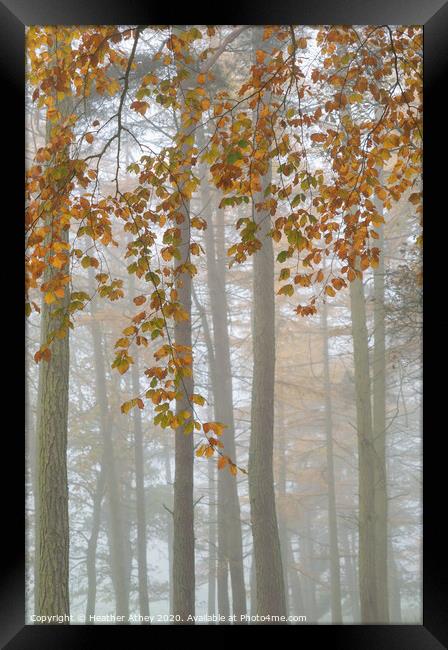 Fall Framed Print by Heather Athey