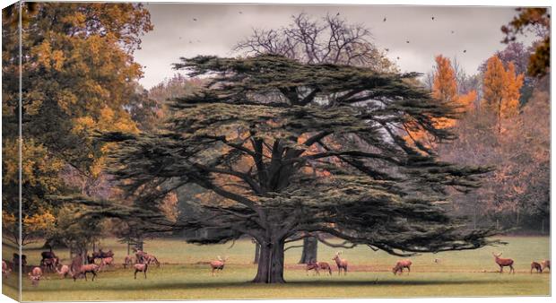 Deer Park Canvas Print by Mark Jones