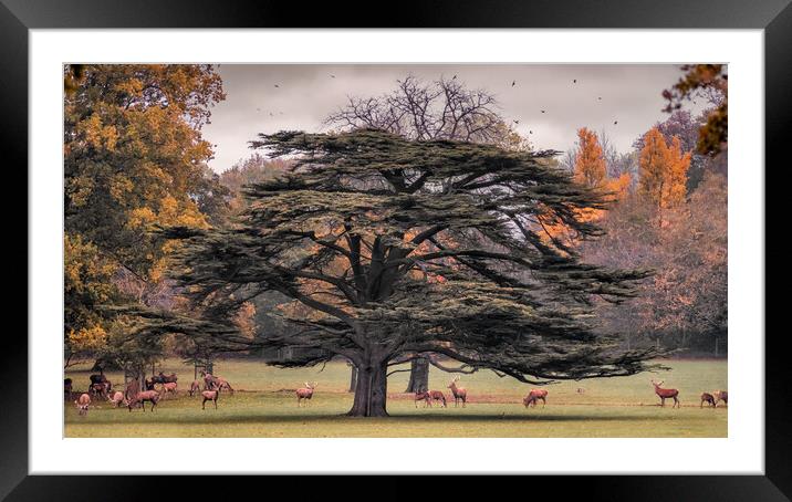 Deer Park Framed Mounted Print by Mark Jones